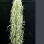 10usd Ngryise Tillandsia usuneoides plant