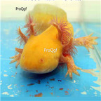 25usd Ngryise 1pcs real fish gold small Axolotl