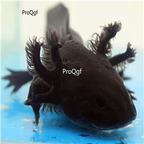 25usd Ngryise 1pcs real fish black small Axolotl