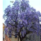 35usd Ngryise 50000pcs Paulownia elongata seed