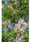35usd Ngryise 50000pcs Paulownia catalpifolia seed