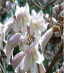 35usd Ngryise 50000pcs Paulownia kawakamii seed