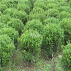 15usd Ngryise 1000pcs  Ilex ficoidea Hemsl seed