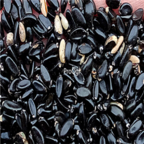 15usd Ngryise 1000pcs Euonymus japonicus seed