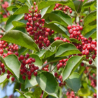 15usd Ngryise 1000pcs llex purpuea Hassk seed