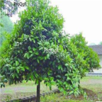 19usd Ngryise 5000pcs Ilex latifolia seed