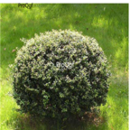 15usd Ngryise 1000pcs Ilex crenata convexa seed