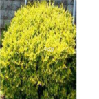 19usd Ngryise 1000pcs Ligustrum compactum seed