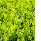 19usd Ngryise 1000pcs Ligustrum quihoui seed