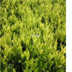 19usd Ngryise 1000pcs Ligustrum japonicum Howardii seed