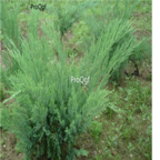 19usd Ngryise 500pcs Sabina vulgaris Antoine seed