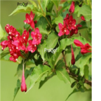 19usd Ngryise 3000pcs Weigela florida Red Prince seed
