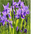 18usd Ngryise 500pcs Iris germanica seed