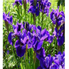 18usd Ngryise 500pcs Iris sibirica seed
