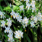 19usd Ngryise 500pcs Iris japonica seed