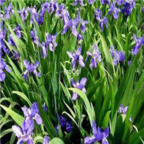 19usd Ngryise 500pcs Iris Dutch seed