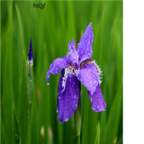 19usd Ngryise 500pcs Iris tectorum seed