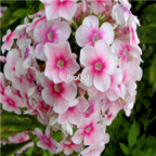 light pink 19usd Ngryise 500pcs Phlox drummondii seed