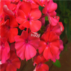 red 19usd Ngryise 500pcs Phlox drummondii seed