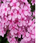 pink 19usd Ngryise 500pcs Phlox drummondii seed
