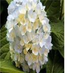 white 18usd Ngryise 500pcs Hydrangea macrophylla seed