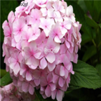 pink 18usd Ngryise 500pcs Hydrangea macrophylla seed