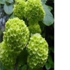 green 18usd Ngryise 500pcs Hydrangea macrophylla seed