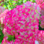 purple white 18usd Ngryise 500pcs Hydrangea macrophylla seed