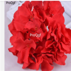 18usd red Ngryise 500pcs Hydrangea macrophylla seed