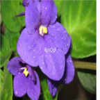 18usd Ngryise 5000pcs Matthiola incana seed