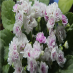 18usd Ngryise 3000pcs Saintpaulia ionantha Wendl seed