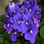 18usd blue Ngryise 3000pcs Saintpaulia ionantha Wendl seed