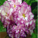 18usd white with purple edge Ngryise 3000pcs Saintpaulia ionantha Wendl seed