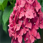 18usd Ngryise dark red 3000pcs Saintpaulia ionantha Wendl seed