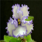 18usd Ngryise white with blue edge 3000pcs Saintpaulia ionantha Wendl seed