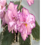 18usd double pink Ngryise 3000pcs Saintpaulia ionantha Wendl seed
