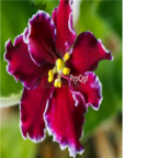 18usd dark red with white edge Ngryise 3000pcs Saintpaulia ionantha Wendl seed
