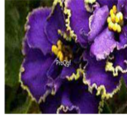 18usd blue with gold edge Ngryise 3000pcs Saintpaulia ionantha Wendl seed