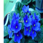 18usd dark blue Ngryise 3000pcs Saintpaulia ionantha Wendl seed