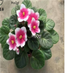 18usd red white double color Ngryise 3000pcs Saintpaulia ionantha Wendl seed