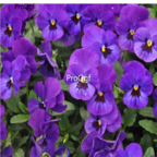 18usd purple Ngryise 8000pcs Viola cornuta seed
