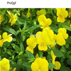 18usd yellow Ngryise 8000pcs Viola cornuta seed
