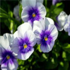 18usd white blue double color Ngryise 8000pcs Viola cornuta seed