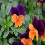 18usd blue orange Ngryise 8000pcs Viola cornuta seed