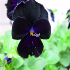 18usd black Ngryise 8000pcs Viola cornuta seed
