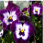 18usd purple white Ngryise 8000pcs Viola cornuta seed