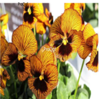18usd yellow stripe Ngryise 8000pcs Viola cornuta seed