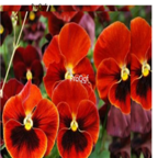 18usd orange Ngryise 8000pcs Viola cornuta seed