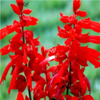 18usd Ngryise 3000pcs   Salvia splendens seed