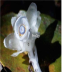 19usd Ngryise 500pcs Monotropa uniflora seed